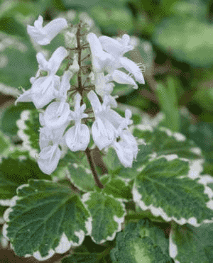 Coleus madagascariensis(Coleus madagascariensis)