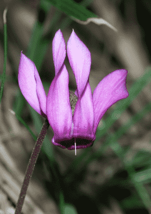 Purple cyclamen(Cyclamen purpurascens)
