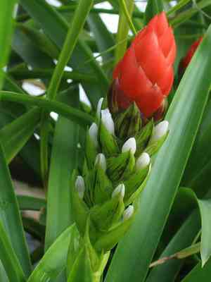Guzmania monostachia(Guzmania monostachia)