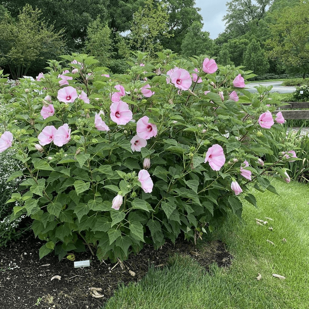 Swamp rose mallow
