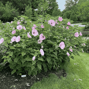Swamp rose mallow(Hibiscus moscheutos)