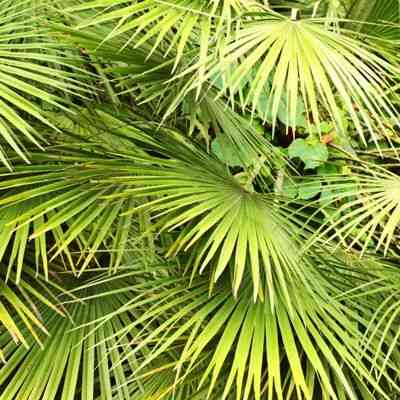 European fan palm(Chamaerops humilis)