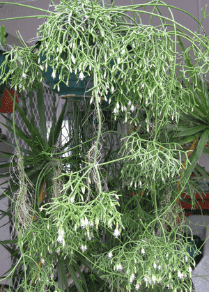 Coral cactus(Rhipsalis cereuscula)