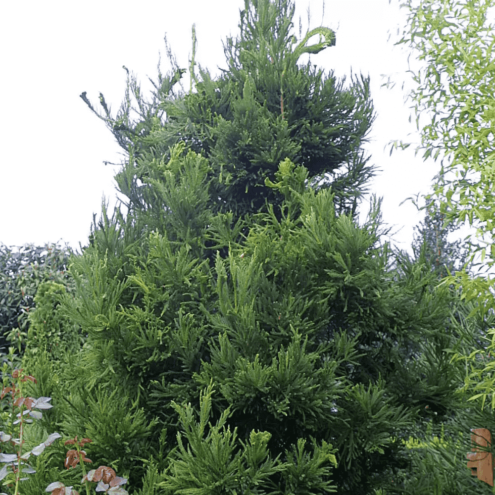 Japanese red cedar(Cryptomeria japonica)
