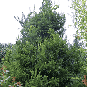 Japanese red cedar(Cryptomeria japonica)