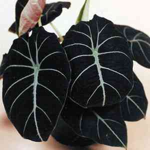 Alocasia reginula(Alocasia reginula)