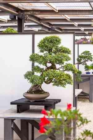 Ficus retusa(Ficus retusa)