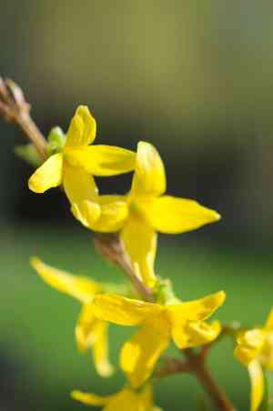 Greenstem forsythia(Forsythia viridissima)