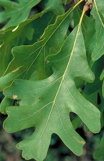 White oak(Quercus alba)
