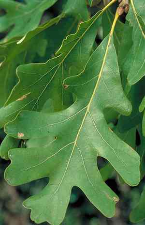 White oak(Quercus alba)
