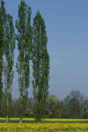 Black poplar(Populus nigra)