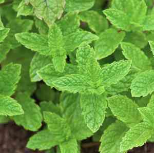 Apple Mint, Round-leaved Mint(Mentha × rotundifolia)