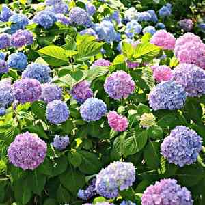 Hydrangea spp.(Hydrangea spp.)