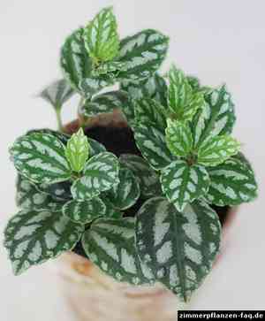 Aluminum plant(Pilea cadierei)