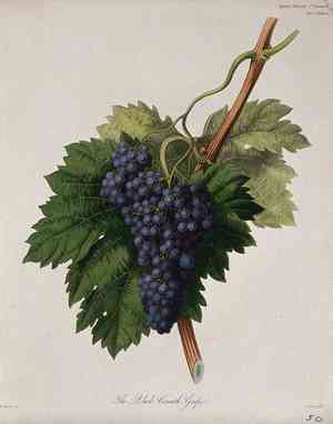 Wine grape(Vitis vinifera)