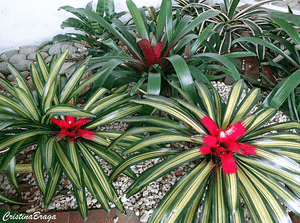 Blushing Bromeliad(Neoregelia carolinae)
