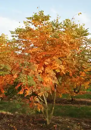 Goldenrain tree(Koelreuteria paniculata)