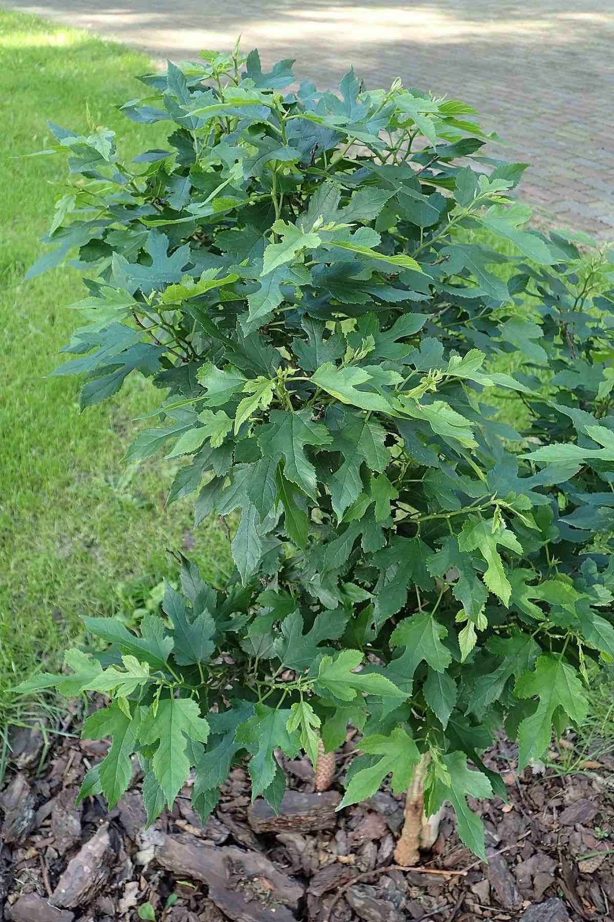 Red mulberry(Morus rubra)