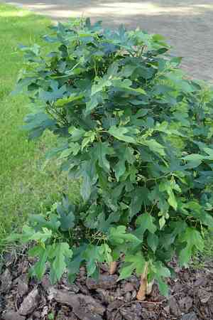 Red mulberry(Morus rubra)