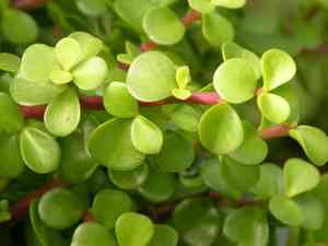 Elephant bush(Portulacaria afra)