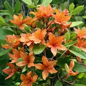 Flame azalea(Rhododendron calendulaceum)