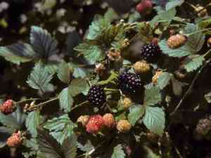 Sawtooth blackberry(Rubus argutus)