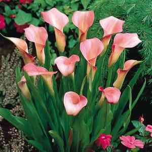 Pink calla lily(Zantedeschia rehmannii)