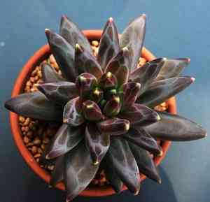 Little jewel(Pachyphytum compactum)