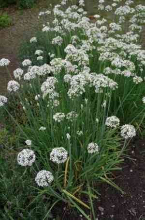 Garlic chives(Allium tuberosum)