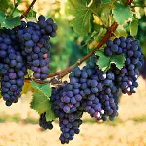 Wine grape(Vitis vinifera)