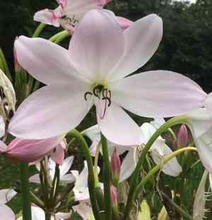 Natal lily(Crinum moorei)