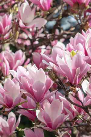 Lily magnolia(Magnolia liliiflora)