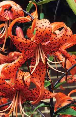 Tiger lily(Lilium lancifolium)