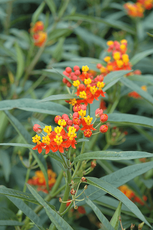 Bloodflower(Asclepias curassavica)