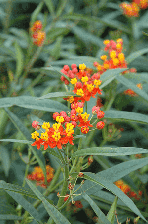 Bloodflower(Asclepias curassavica)