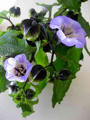 Apple-of-peru(Nicandra physalodes)