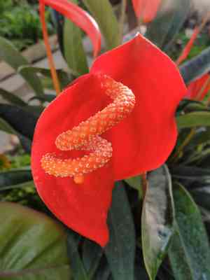 Pigtail anthurium(Anthurium scherzerianum)