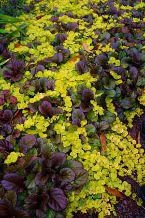 Creeping jenny(Lysimachia nummularia)