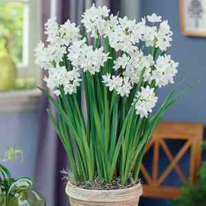 Paperwhite narcissus(Narcissus papyraceus)