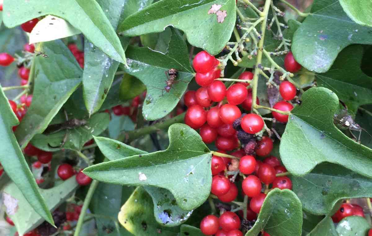 Carolina coralbead(Cocculus carolinus)