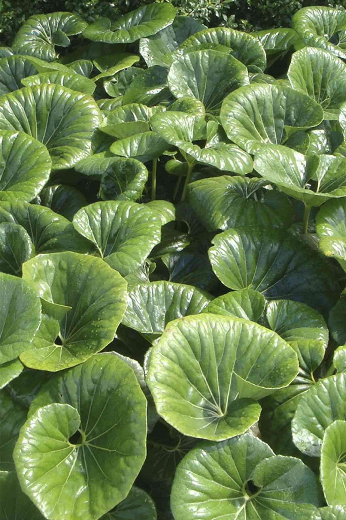 Leopard plant(Farfugium japonicum)