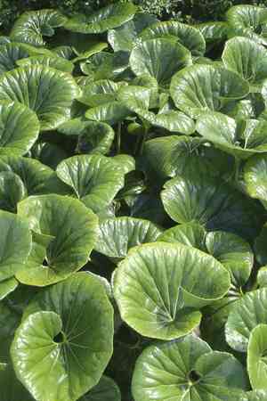 Leopard plant(Farfugium japonicum)