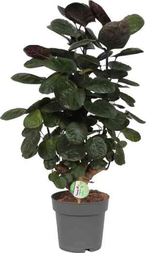 Shield aralia(Polyscias scutellaria)