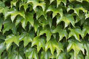 Boston ivy(Parthenocissus tricuspidata)