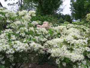 Rhododendron alabamense(Rhododendron alabamense)
