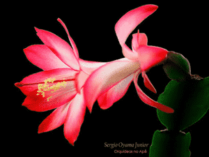 False christmas cactus(Schlumbergera truncata)