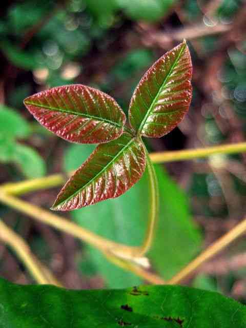 Poison ivy(Toxicodendron radicans)