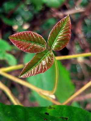 Poison ivy(Toxicodendron radicans)