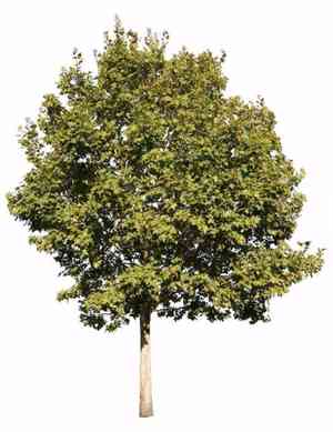American sycamore(Platanus occidentalis)