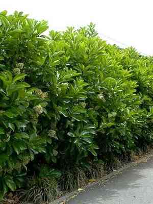 Sweet viburnum(Viburnum odoratissimum)